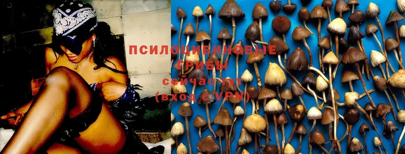 MEGA сайт  купить закладку  Камышлов  Псилоцибиновые грибы Psilocybine cubensis 